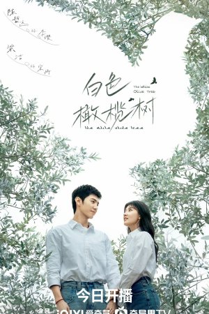 Белое оливковое дерево