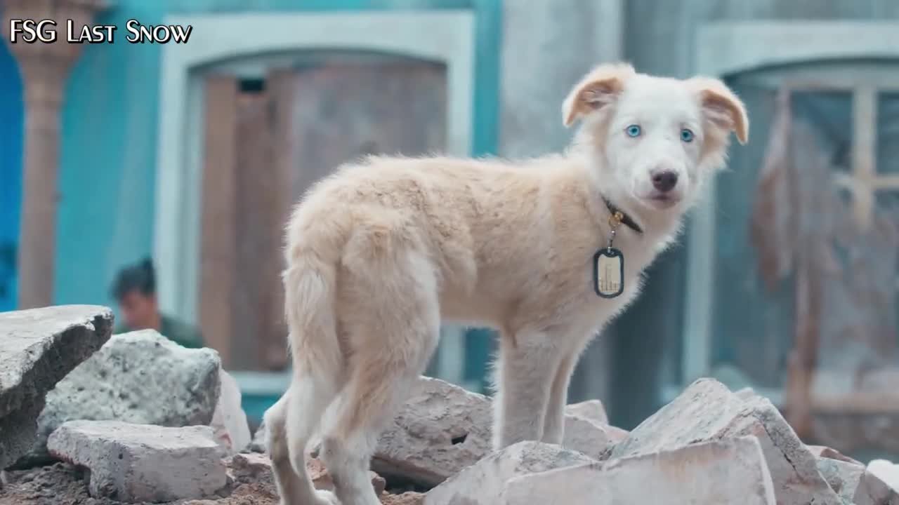 Белое оливковое дерево