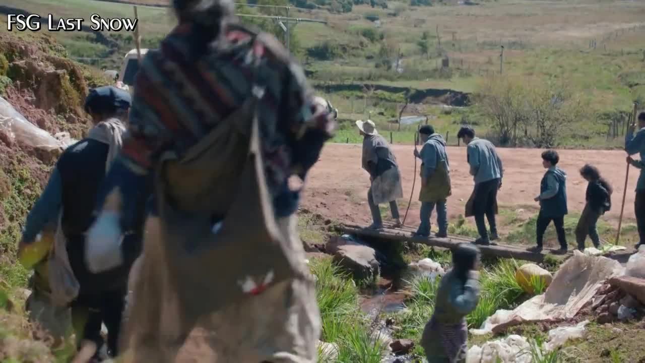 Белое оливковое дерево