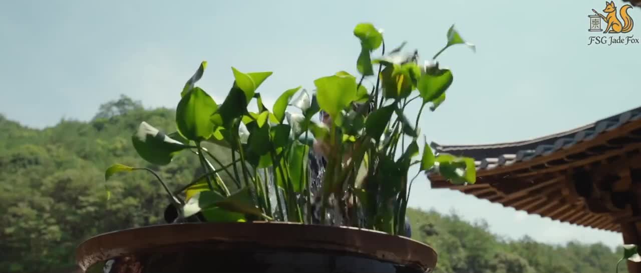 Цветы персика, покорившие мир