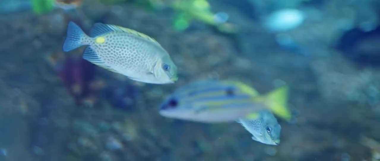 В погоне за бабочкой